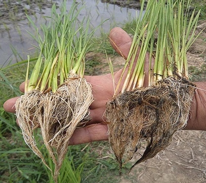 ALTERNATIVAS Y MANEJO DE ABONOS ORGÁNICOS PARA MEJORAR LA PRODUCCION DE CACAO - Image 17