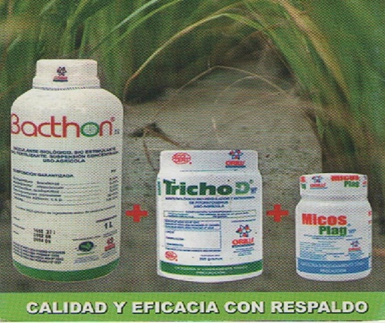 ALTERNATIVAS Y MANEJO DE ABONOS ORGÁNICOS PARA MEJORAR LA PRODUCCION DE CACAO - Image 16