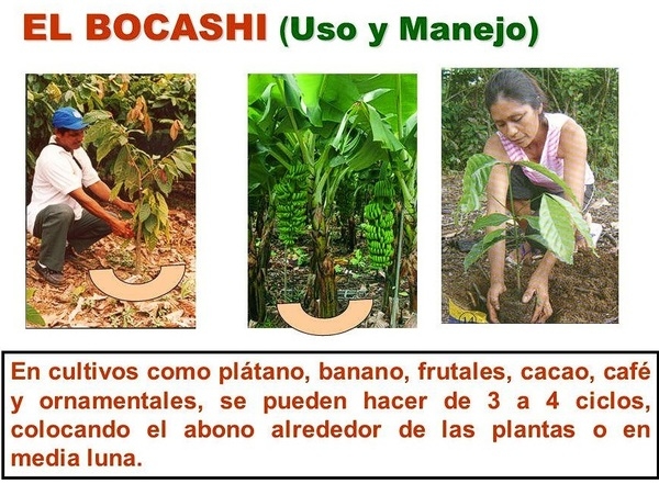 ALTERNATIVAS Y MANEJO DE ABONOS ORGÁNICOS PARA MEJORAR LA PRODUCCION DE CACAO - Image 14
