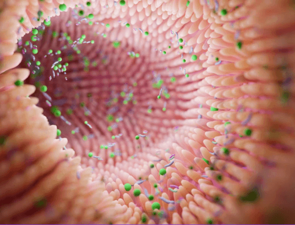 Importancia de la salud intestinal en avicultura: Claves para la producción avícola - Image 2