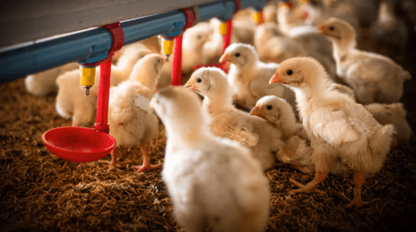 Importancia de la salud intestinal en avicultura: Claves para la producción avícola - Image 1