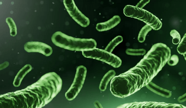 Importancia de la salud intestinal en avicultura: Claves para la producción avícola - Image 3