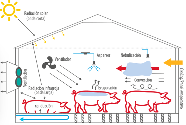 Estrés térmico en porcino: estrés por calor en cerdos y sus soluciones. - Image 3