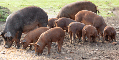 Alternativas naturales para combatir la diarrea en lechones, soluciones para el porcino - Image 8