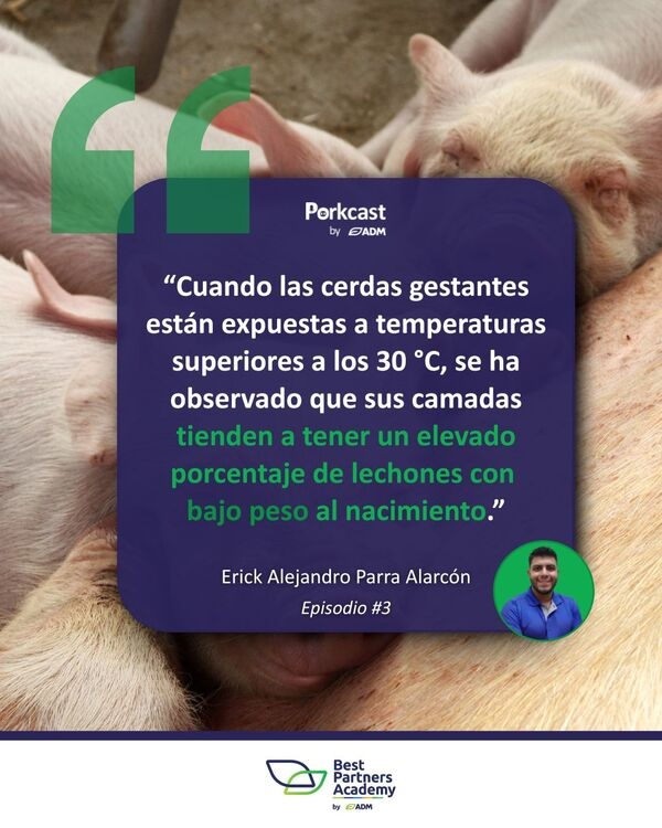 Estrés por calor en cerdos: Impacto y estrategias de mitigación - Image 1