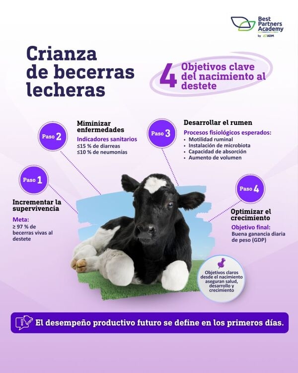 Crianza de becerras lecheras - Image 1
