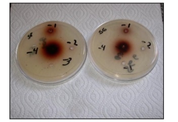 Taninos y Flavonoides en Avicultura: Dos Alternativas Fitobióticas para la salud Intestinal y el mejor desempeño zootécnico - Image 3