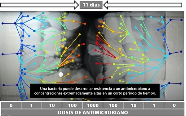 Síndromes respiratorios en la avicultura industrial: factores ambientales, etiología y medidas de control - Image 2