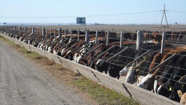 Dominar el Consumo: La Clave Invisible de la Eficiencia en Feedlot - Image 1
