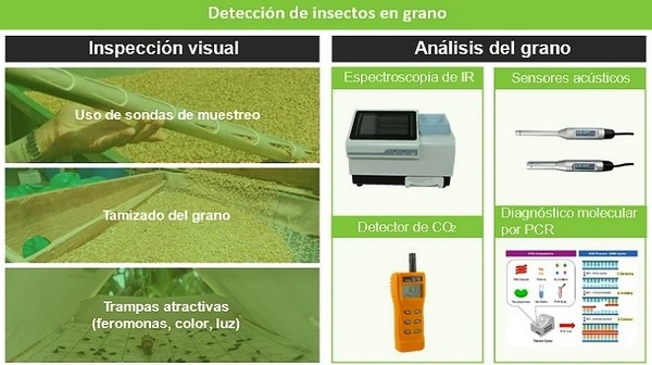 La detección de insectos en los productos almacenados: perspectiva actual y futura sobre el diagnóstico molecular - Image 2