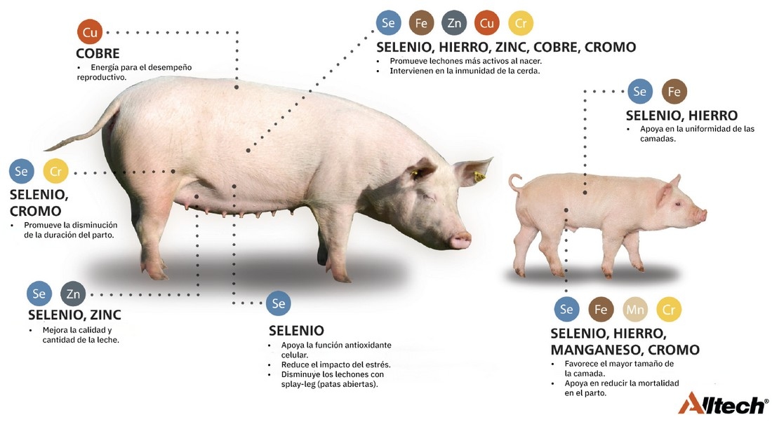 Minerales quelatados para una mejor reproducción de las cerdas - Image 1