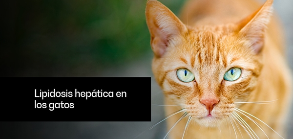 Lipidosis hepática felina o hígado graso del gato - Image 1