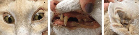 Lipidosis hepática felina o hígado graso del gato - Image 2