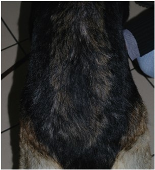 Manejo de la dermatitis alérgica en perros - Image 4