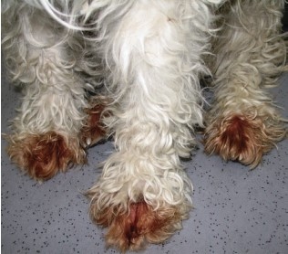 Manejo de la dermatitis alérgica en perros - Image 2