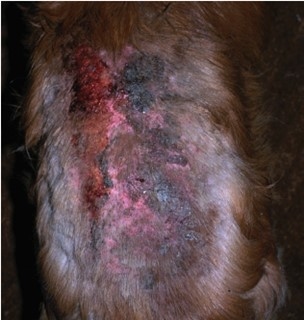 Manejo de la dermatitis alérgica en perros - Image 5