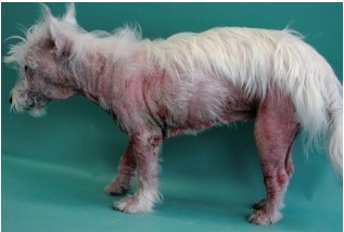 Manejo de la dermatitis alérgica en perros - Image 3