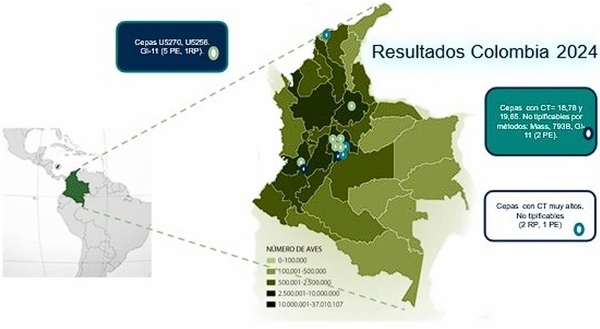 Identificación y ubicación geográfica de cepas variantes del virus de la Bronquitis Infecciosa en aves comerciales con un estudio de la mortalidad en pollos de engorde entre diferentes protocolos de vacunación contra VBI en Colombia durante 2024 - Image 5