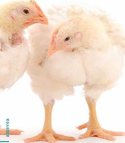 Identificación y ubicación geográfica de cepas variantes del virus de la Bronquitis Infecciosa en aves comerciales con un estudio de la mortalidad en pollos de engorde entre diferentes protocolos de vacunación contra VBI en Colombia durante 2024 - Image 1
