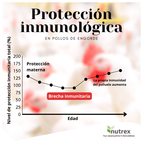 Inmunidad innata vs. adaptativa: el sistema de defensa dual del cuerpo - Image 1