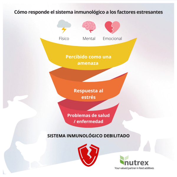 ¿Cómo responde el sistema inmunitario a los estresores? - Image 1