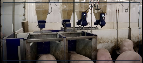 Alimentar el futuro: ¿Por qué la nutrición de precisión en primerizas es la base del éxito en las granjas de cerdas reproductoras? - Image 2