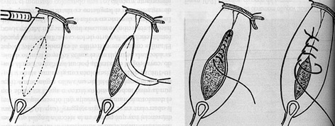 Etopatías bovinas - Image 1