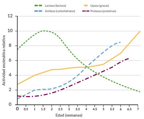 Creep Feeding en Lechones: Estrategia Nutricional Clave para Optimizar el Desempeño Post-Destete - Image 1