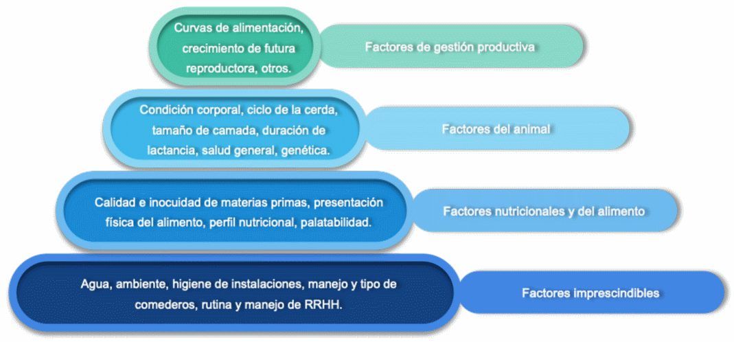 ¿Por qué hablar del consumo de alimento en las hembras reproductoras?, Una mirada inicial a un desafío silencioso pero decisivo en la productividad porcina - Image 3