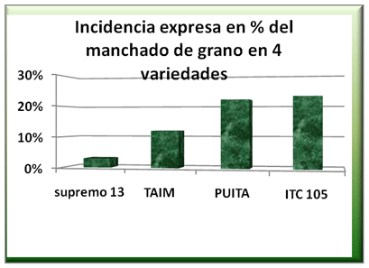 Incidencia del manchado de grano en arroz - Image 3