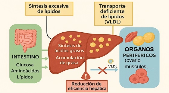 IGUSafe como herramienta nutricional frente síndrome del hígado graso hemorrágico en gallinas ponedoras - Image 2