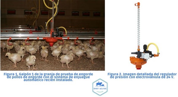 Protocolo de limpieza para prevenir el biofilm en granjas avícolas - Image 2