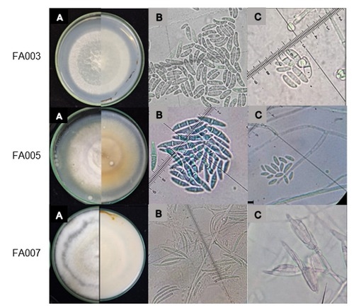 Presencia de hongos fitopatógenos del género Fusarium en arroz cultivado en el departamento Norte de Santander (Colombia) - Image 1