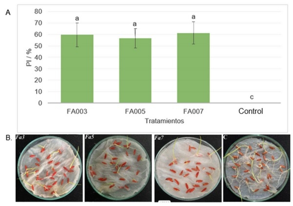 Presencia de hongos fitopatógenos del género Fusarium en arroz cultivado en el departamento Norte de Santander (Colombia) - Image 2