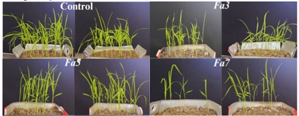 Presencia de hongos fitopatógenos del género Fusarium en arroz cultivado en el departamento Norte de Santander (Colombia) - Image 3