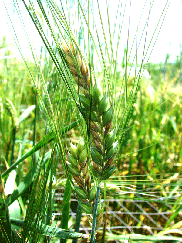 Reducción de Micotoxinas de Fusarium en granos y semillas - Image 2