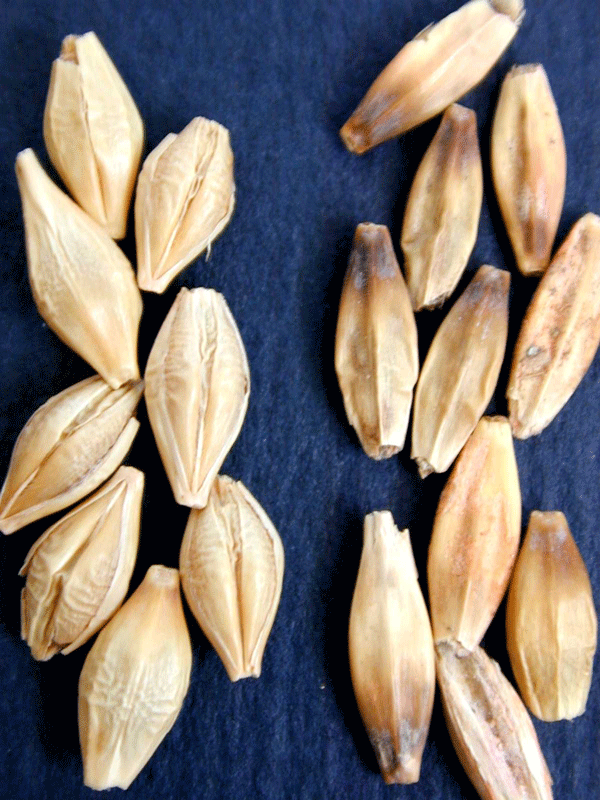 Reducción de Micotoxinas de Fusarium en granos y semillas - Image 3