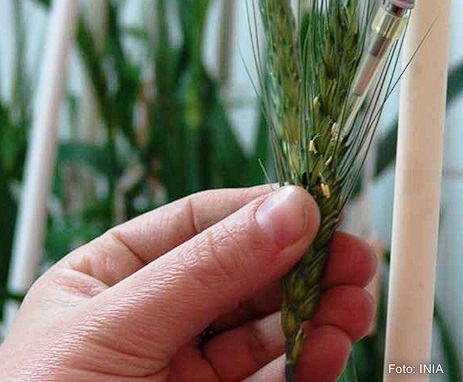 Fusariosis de la espiga en trigo y micotoxinas asociadas: contribuyendo ...
