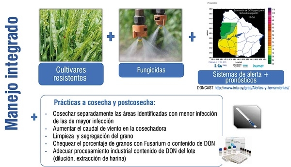 Fusariosis de la espiga en trigo y micotoxinas asociadas: contribuyendo ...