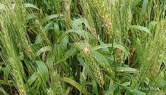 FUSARIOSIS DE LA ESPIGA EN TRIGO Y MICOTOXINAS ASOCIADAS: contribuyendo a reducir su riesgo - Image 7