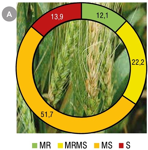 FUSARIOSIS DE LA ESPIGA EN TRIGO Y MICOTOXINAS ASOCIADAS: contribuyendo a reducir su riesgo - Image 3