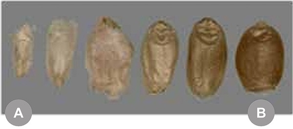 Fusariosis de la espiga en trigo y micotoxinas asociadas: contribuyendo ...