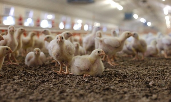 Mitos y verdades sobre la carne de pollo - Image 1