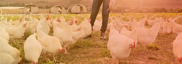 Uso de los ácidos orgánicos y sus beneficios en nutrición animal - Image 1