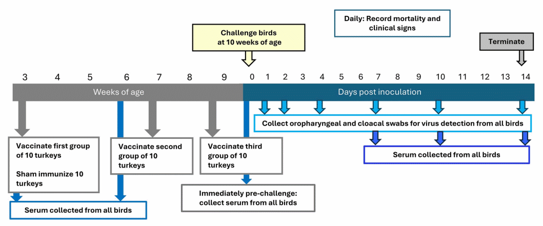 Nueva evidencia sobre la eficacia de vacunas inactivadas frente a influenza aviar H5N1 en pavos - Image 1
