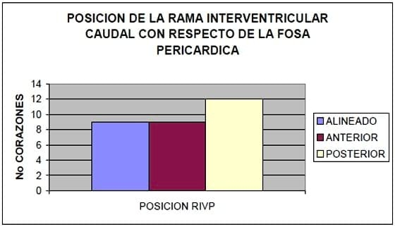 Circulación de la cara caudal del corazón canino: Región quirurgica de la Hemianuloplastia mitral - Image 7