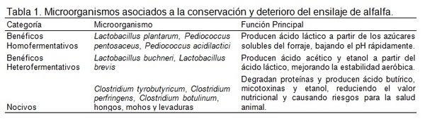 Microbiología del ensilado de alfalfa: Aspectos esenciales para garantizar la conservación exitosa del forraje - Image 1