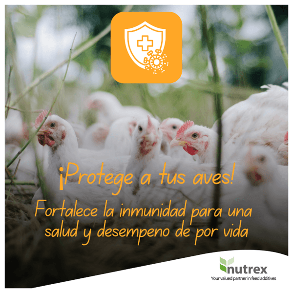 Optimización de la salud intestinal y la respuesta inmune - Image 1