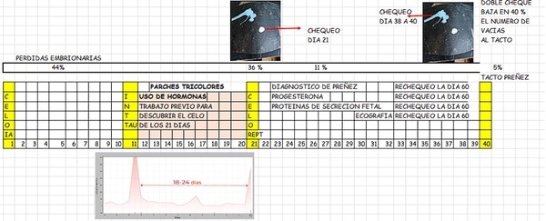 El día después de la inseminación - Image 2