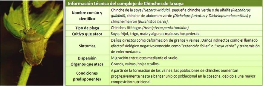 Complejo de chinches de la Soya o Soja - Image 1